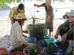 Tôm hùm thương phẩm là mặt hàng xuất khẩu có giá trị cao của ngành thủy sản Việt Nam