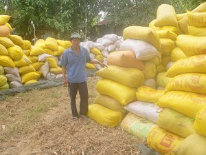 Ông Nguyễn Ngọc Thạch đang rầu thúi ruột bên đống lúa gần 40 tấn của gia đình mình vì có nguy cơ bị thương lái bỏ tiền đặt cọc và không mua lúa