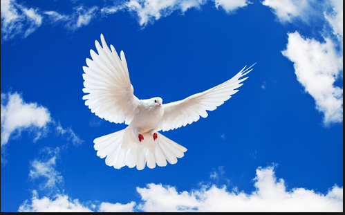 Chim bồ câu là biểu tượng của khát vọng hòa bình, tự do (ảnh minh họa)