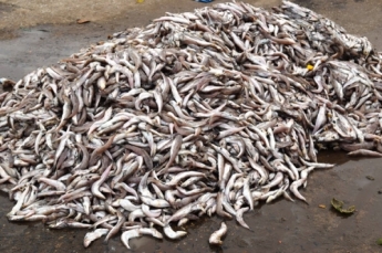 Cá nhiễm độc chết hàng loạt ở miền Trung. Ảnh: báo NĐT