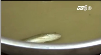 Cá chết sau 2 phút. Ảnh chụp từ clip VTC