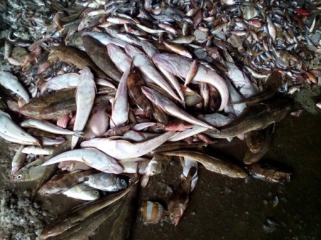 Cá chết hàng loạt ở bãi biển miền Trung. Nguồn: internet