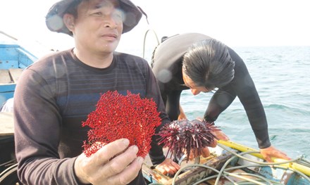 Hiện vật cú lặn thứ 3 là cây san hô đỏ bị chết. Ảnh: TP