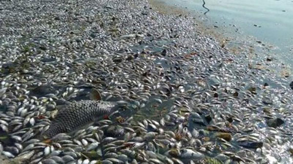 Cá chết hàng loạt ở miền Trung. Nguồn: internet