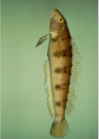 Con cá Lú (Tên khoa học là Parapercis sexfasciata). Nguồn: internet