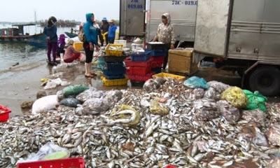 Ngư dân phải mất nhiều công sức thu dọn cá chết để làm sạch môi trường. Ảnh: internet