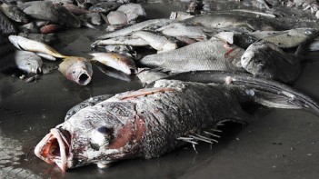Cá chết hàng loạt ở bờ biển miền Trung. Nguồn: internet