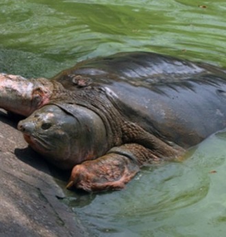 Rùa Hồ Gươm đã chết. Nguồn: internet