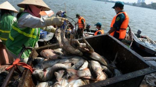 Các lực lượng thu gom cá chết trên Hồ Tây ngày 3/10. Ảnh: AFP.